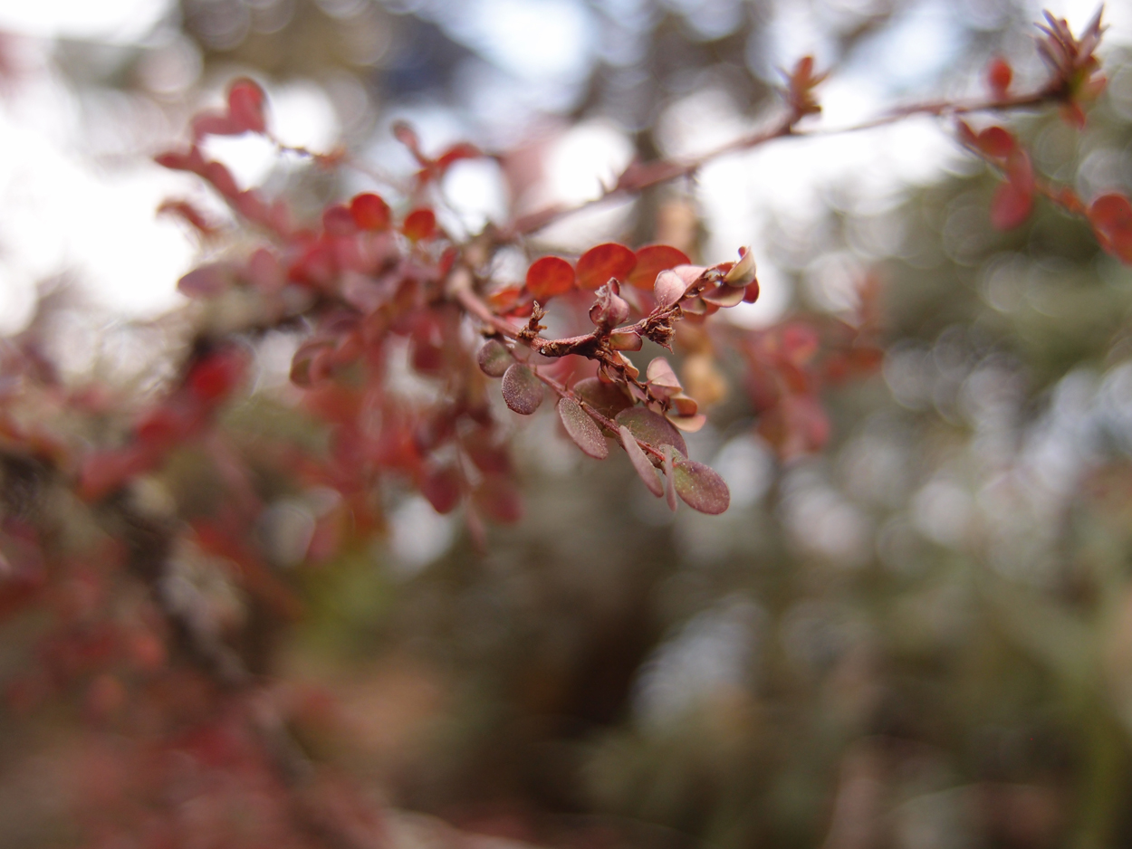 2018-01-16 12 Uhr - Im Shivapuri Nagarjun National Park (Nagi Gumba) (Foto) 